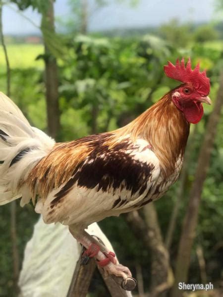 kinds of panabong na manok